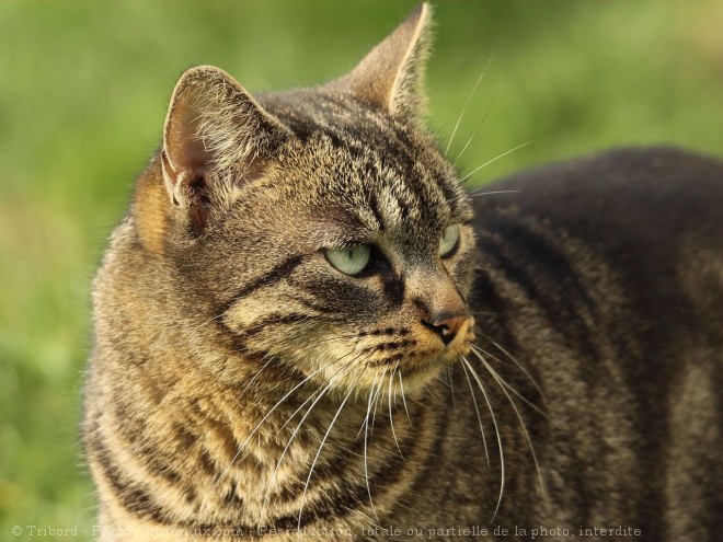 Photo de Chat domestique