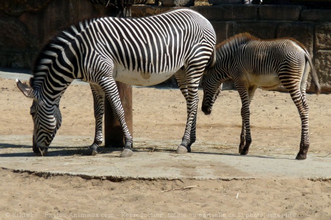 Photo de Zebre