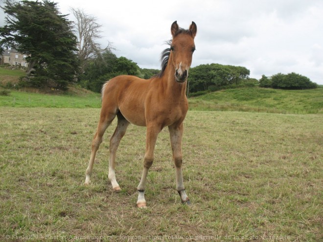 Photo de Poney franais de selle