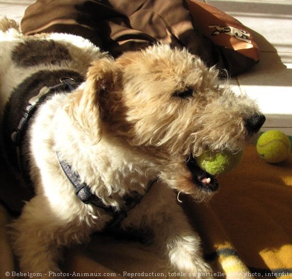 Photo de Fox terrier  poil dur