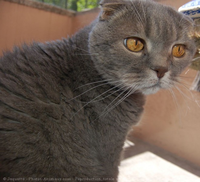 Photo de Scottish fold