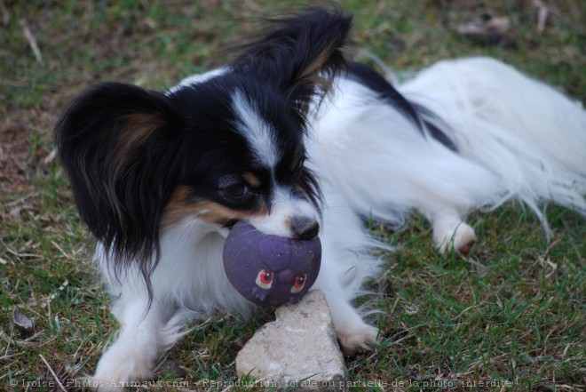 Photo d'Epagneul nain papillon