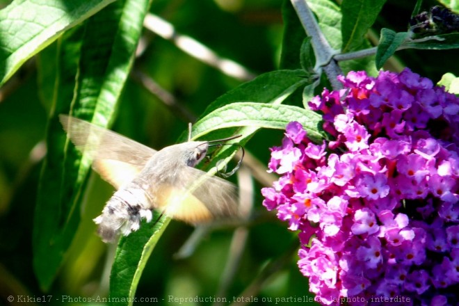 Photo de Papillon