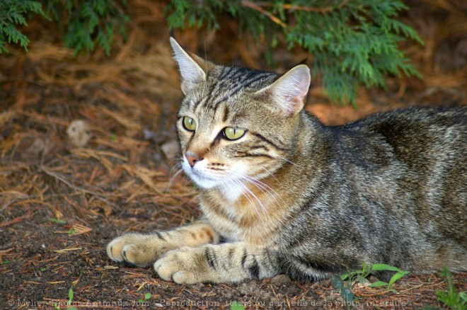 Photo de Chat domestique