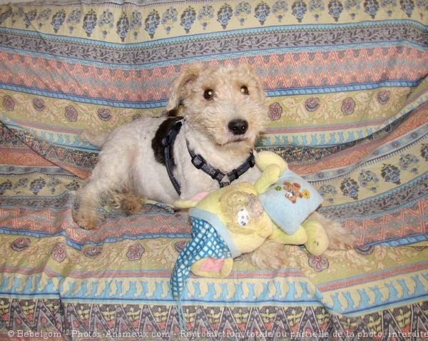 Photo de Fox terrier  poil dur