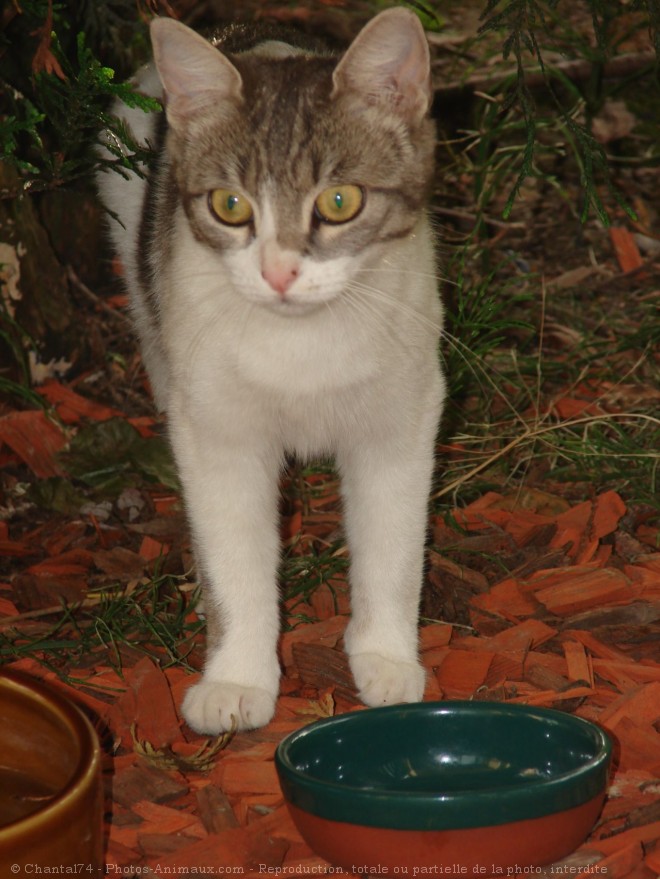 Photo de Chat domestique