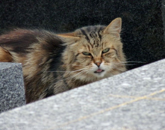 Photo de Chat domestique