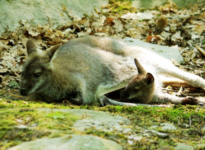 Photo de Wallaby