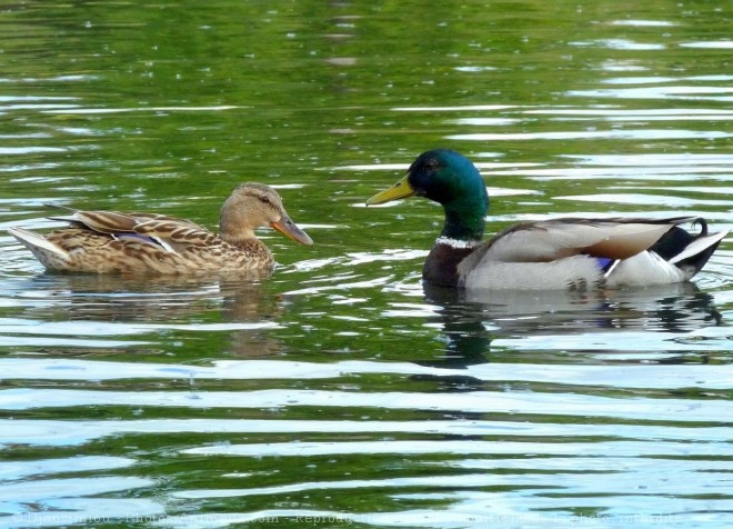 Photo de Canard colvert