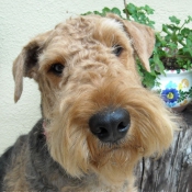 Photo d'Airedale terrier