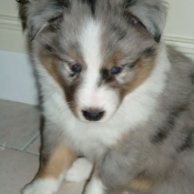 Photo de Chien de berger des shetland