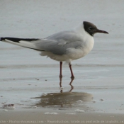 Photo de Mouette