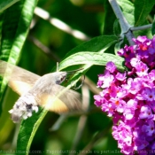 Photo de Papillon