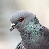 Photo de Pigeon