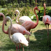 Photo de Flamand rose