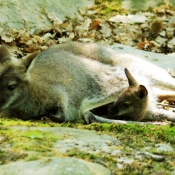 Photo de Wallaby