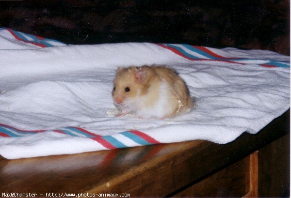 Photo de Hamster