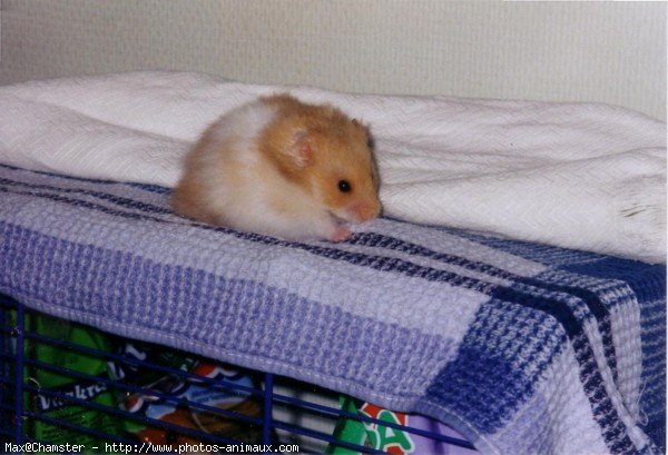 Photo de Hamster