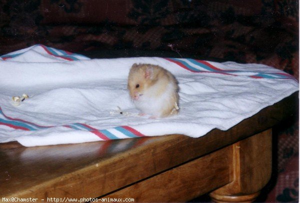 Photo de Hamster