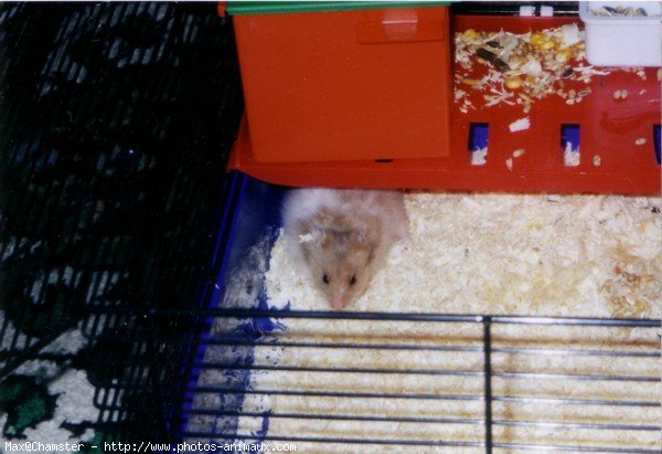 Photo de Hamster