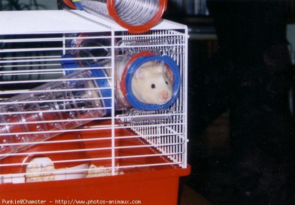 Photo de Hamster