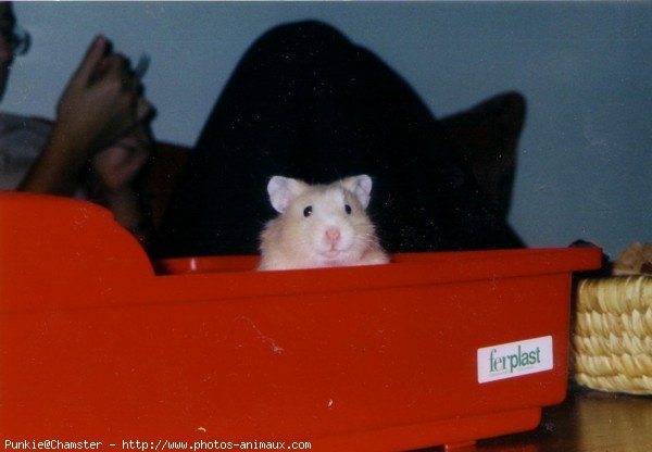 Photo de Hamster