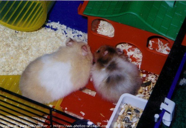 Photo de Hamster