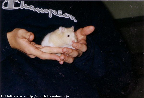 Photo de Hamster