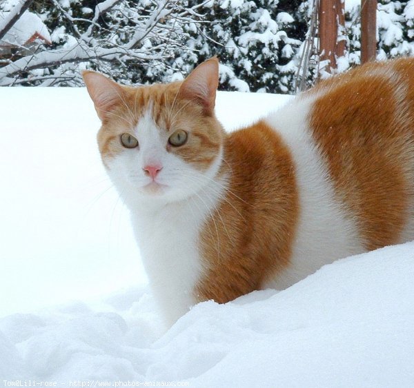 Photo de Chat domestique