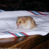 Photo de Hamster