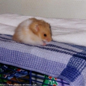 Photo de Hamster