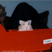 Photo de Hamster