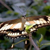 Photo de Papillon