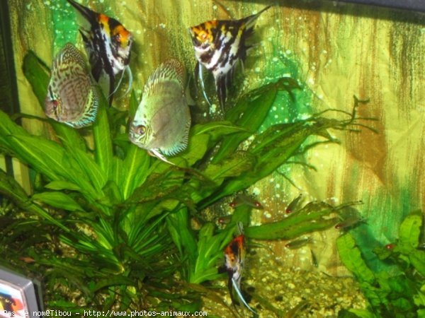 Photo de Poissons rouges