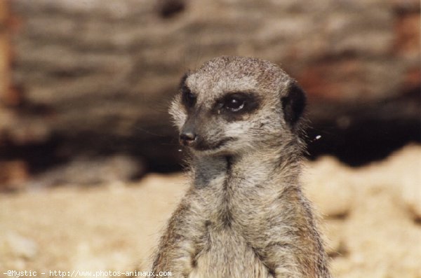 Photo de Suricate