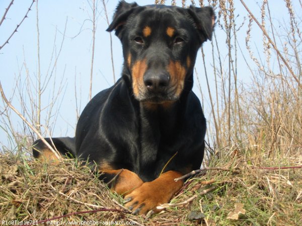 Photo de Dobermann