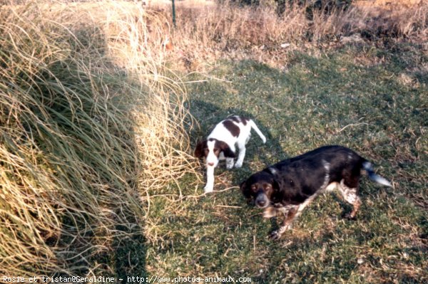 Photo de Races diffrentes