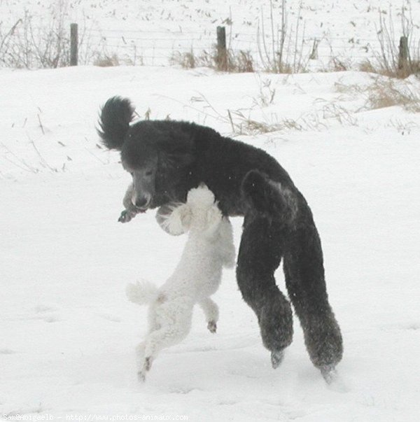 Photo de Caniche moyen