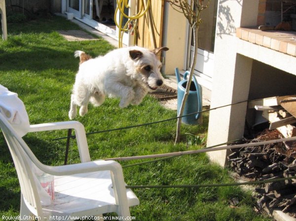 Photo de Jack russell terrier