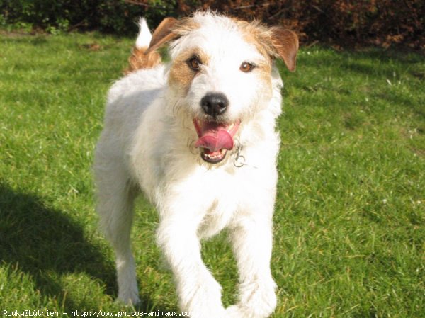 Photo de Jack russell terrier