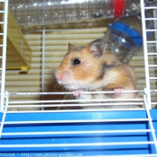 Photo de Hamster