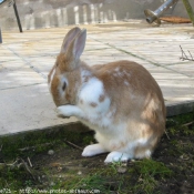 Photo de Lapin