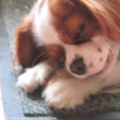 Photo de Cavalier king charles spaniel