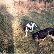 Photo de Races diffrentes