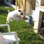 Photo de Jack russell terrier