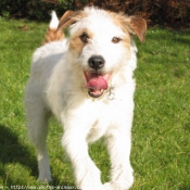 Photo de Jack russell terrier