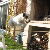 Photo de Jack russell terrier