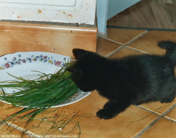 Photo de Chat domestique