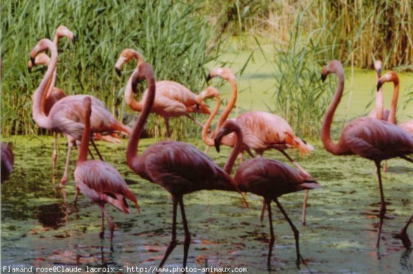 Photo de Flamand rose