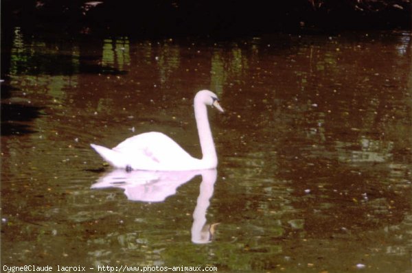 Photo de Cygne